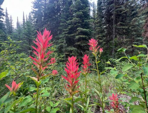 Trail Spotlight: Lake Creek